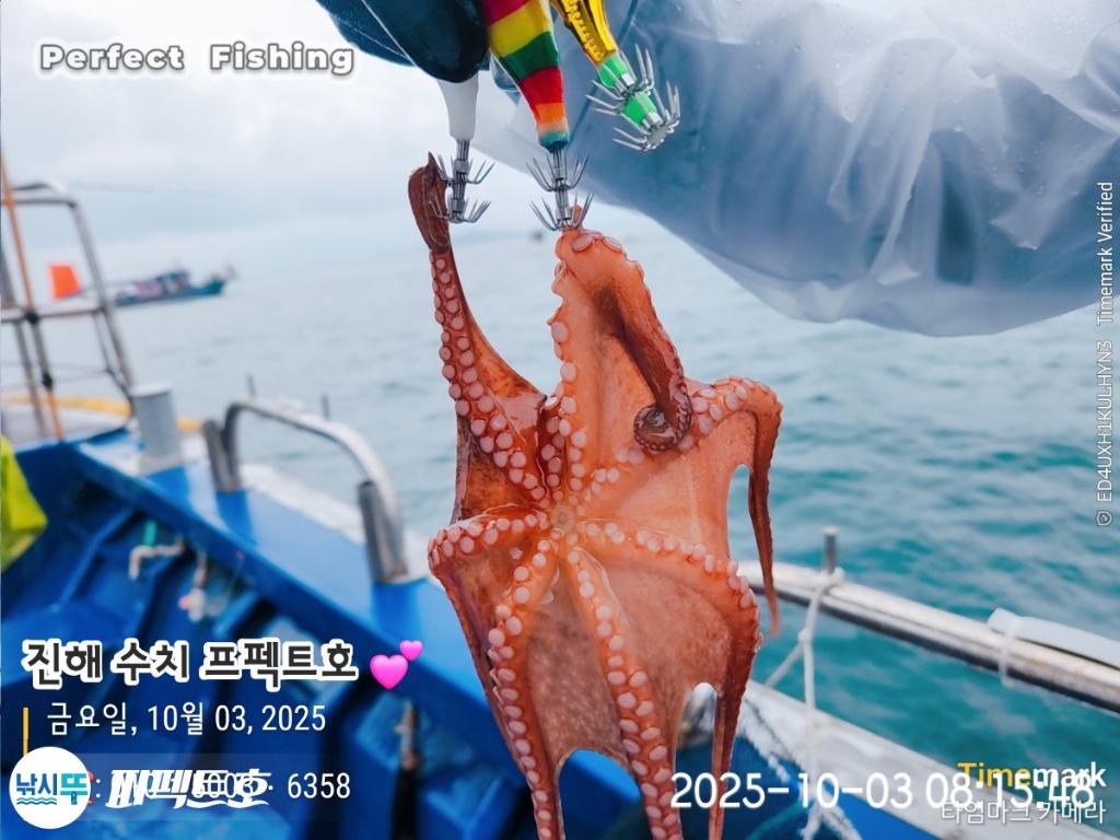 낚시뚜,돌문어,진해 수치마을 방파제,퍼펙트호,낚시뚜16