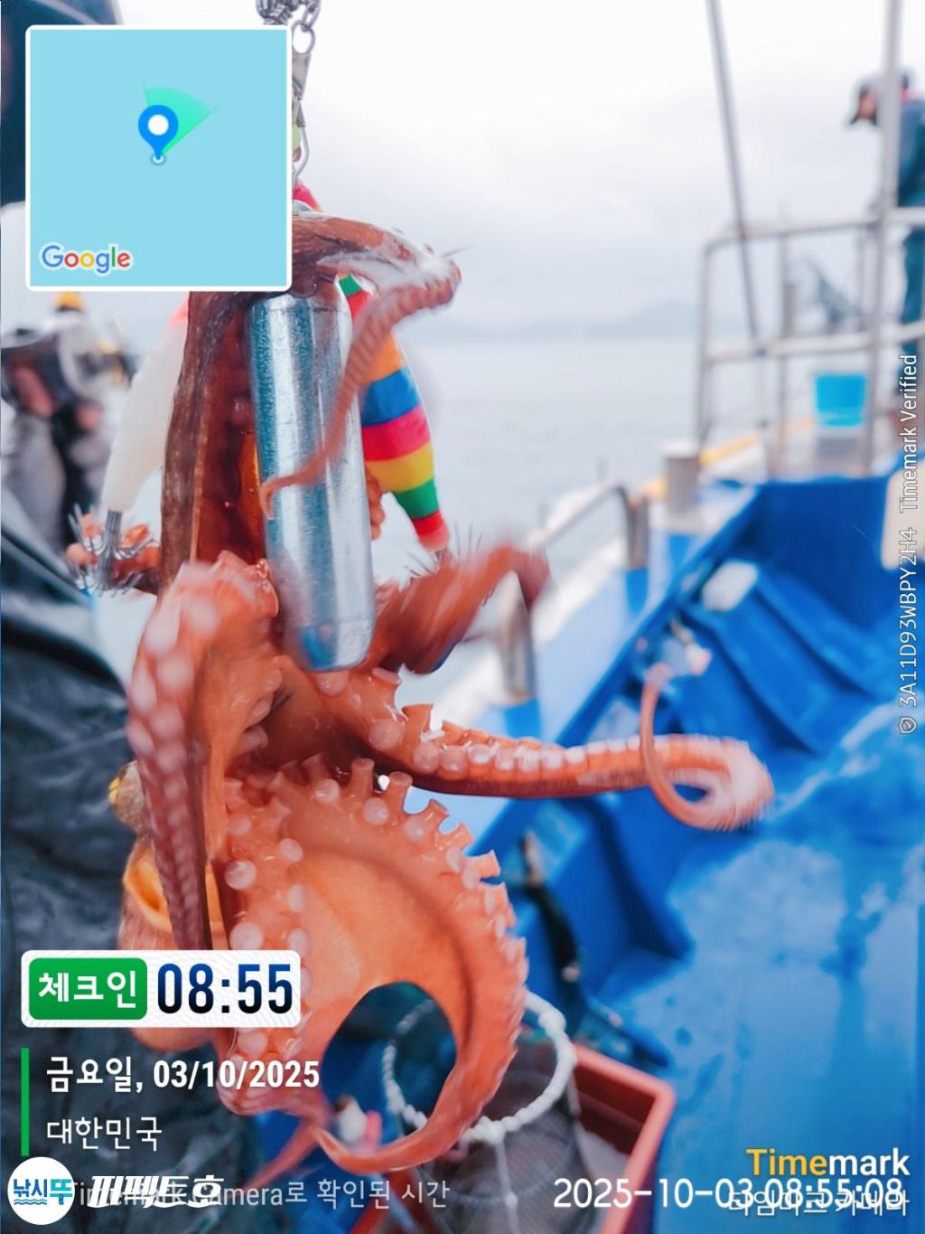 낚시뚜,돌문어,진해 수치마을 방파제,퍼펙트호,낚시뚜14