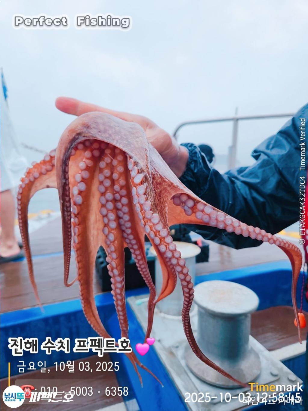 낚시뚜,돌문어,진해 수치마을 방파제,퍼펙트호,낚시뚜7