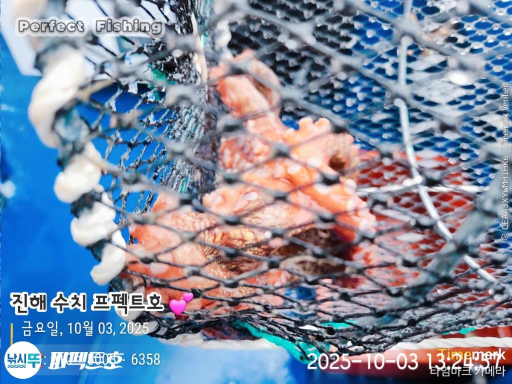 낚시뚜,돌문어,진해 수치마을 방파제,퍼펙트호,낚시뚜5