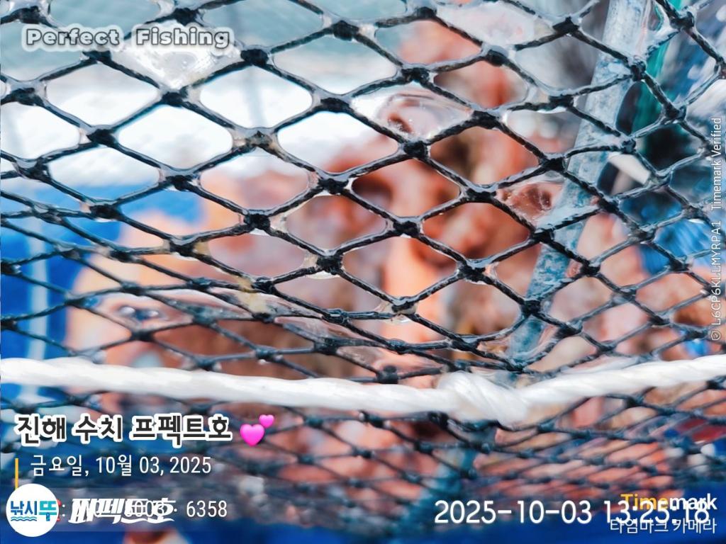 낚시뚜,돌문어,진해 수치마을 방파제,퍼펙트호,낚시뚜4