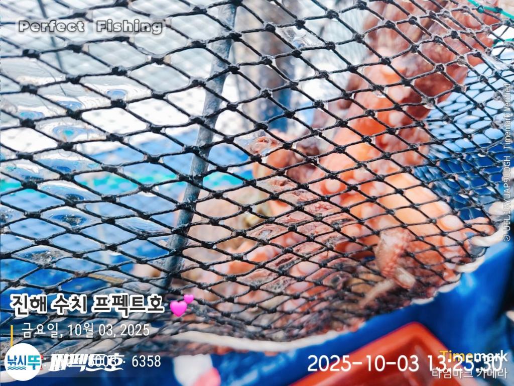낚시뚜,돌문어,진해 수치마을 방파제,퍼펙트호,낚시뚜3