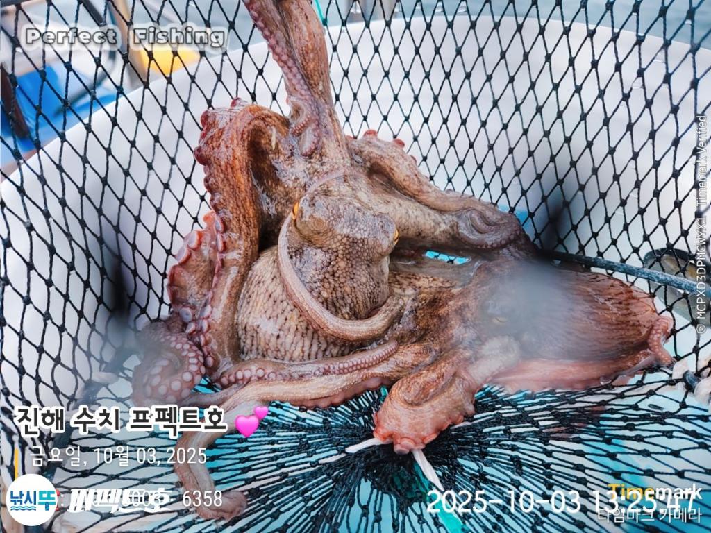 낚시뚜,돌문어,진해 수치마을 방파제,퍼펙트호,낚시뚜2