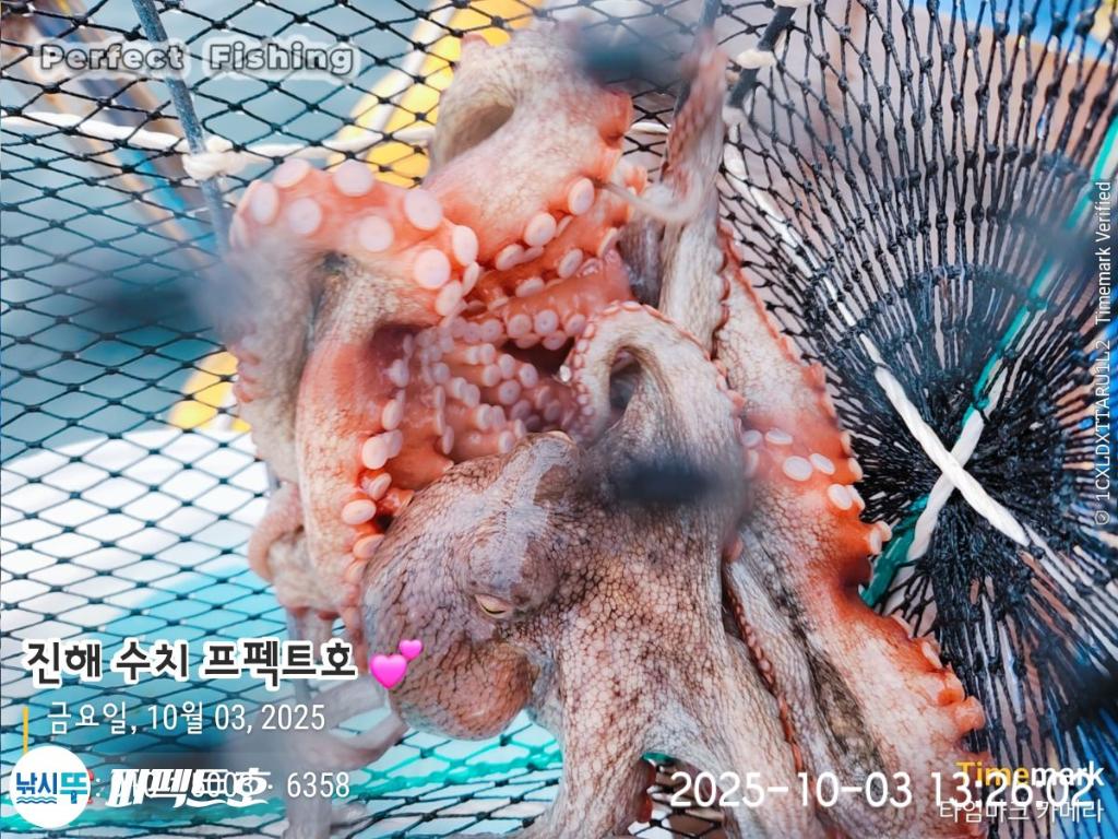 낚시뚜,돌문어,진해 수치마을 방파제,퍼펙트호,낚시뚜1