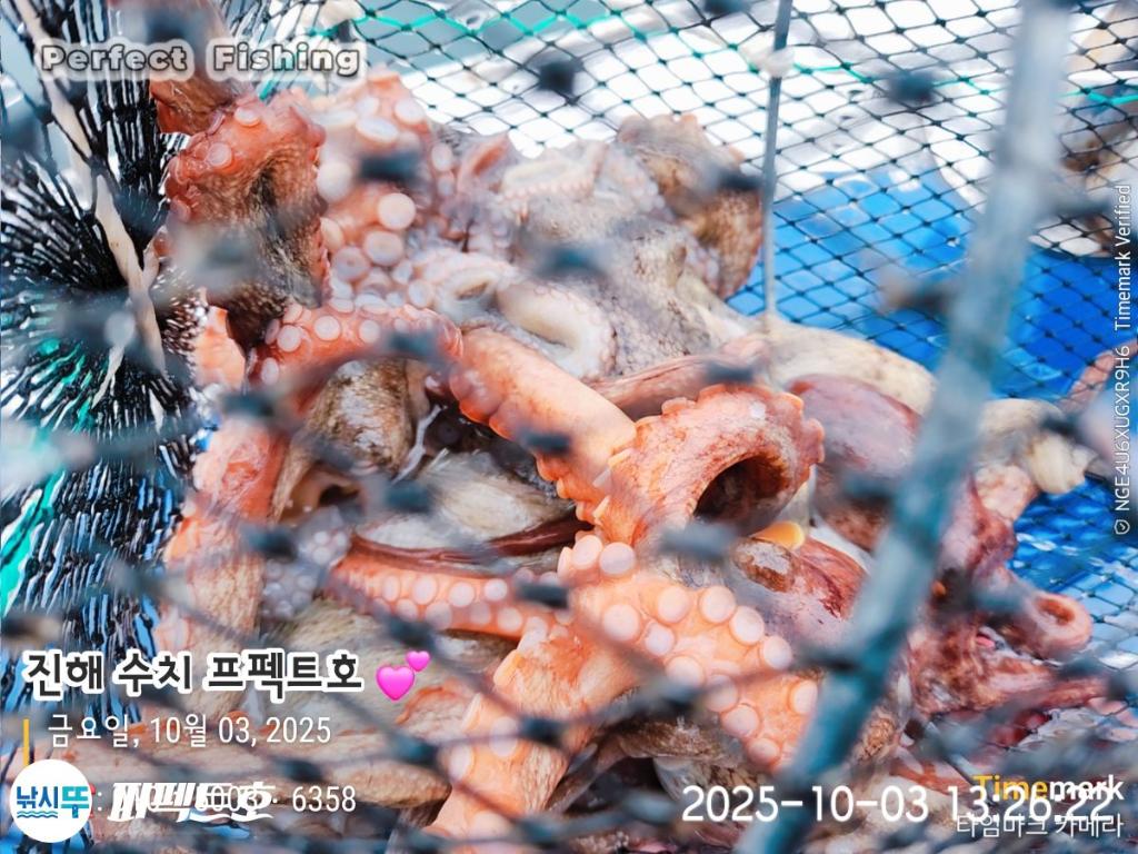 낚시뚜,돌문어,진해 수치마을 방파제,퍼펙트호,낚시뚜0