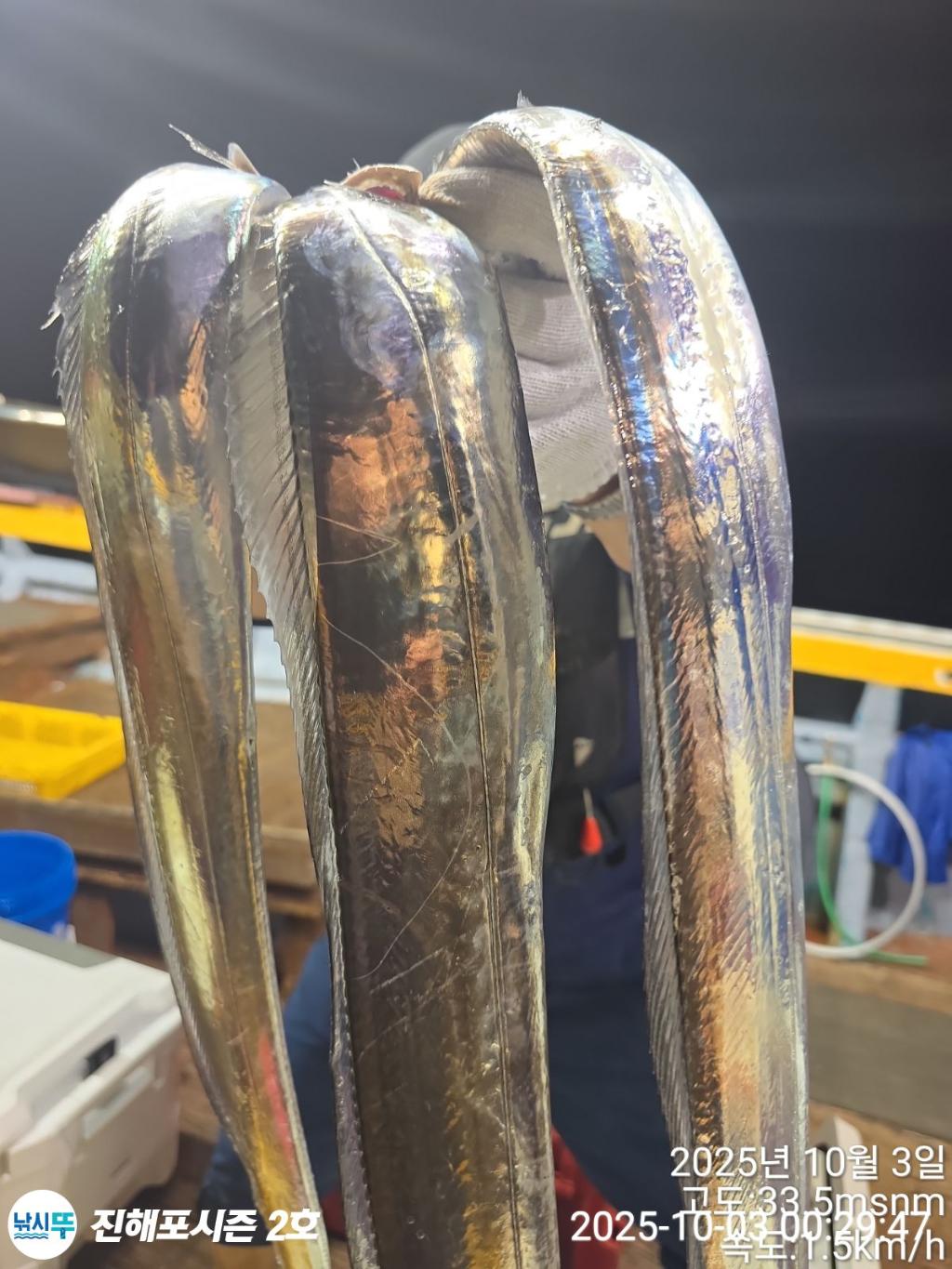 낚시뚜,갈치,진해행암항,진해포시즌 2호,낚시뚜0