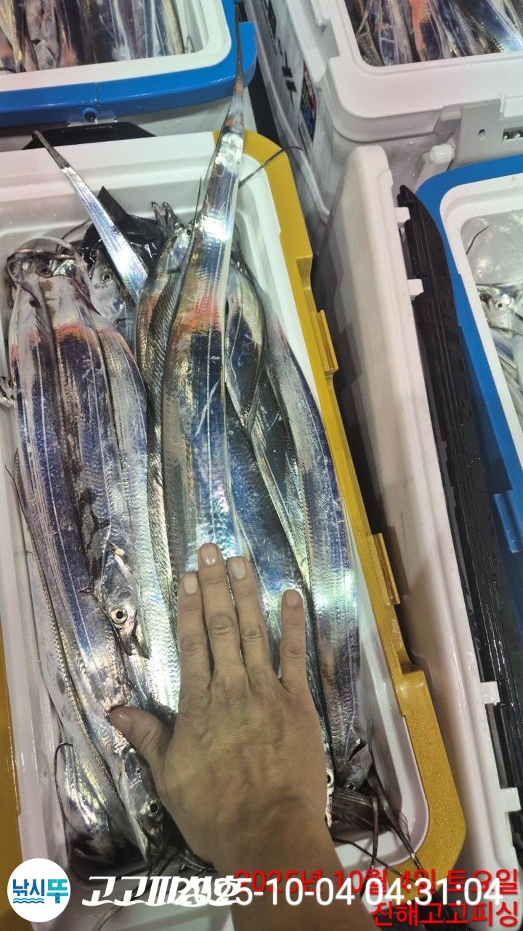 낚시뚜,갈치,속천항(진해),고고피싱호,낚시뚜2