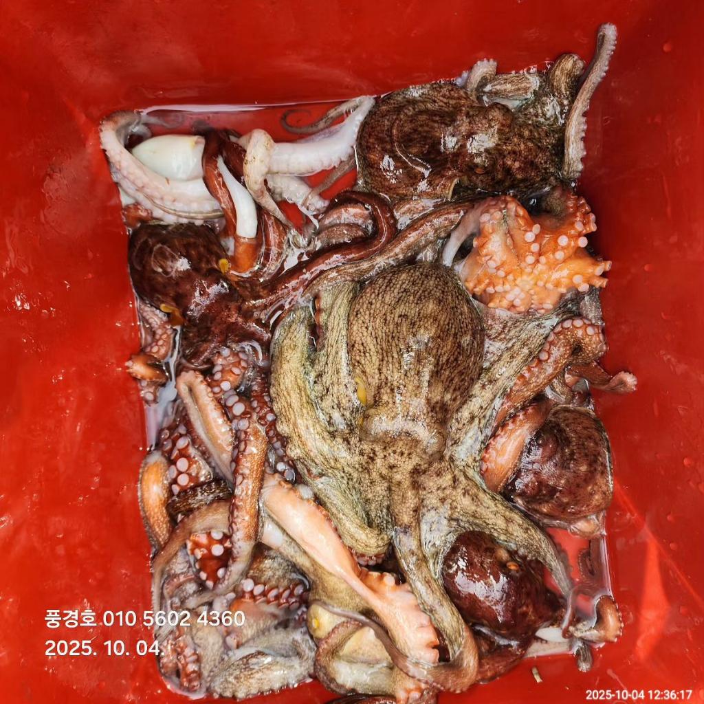 낚시뚜,,진해 안골항,풍경호,낚시뚜3