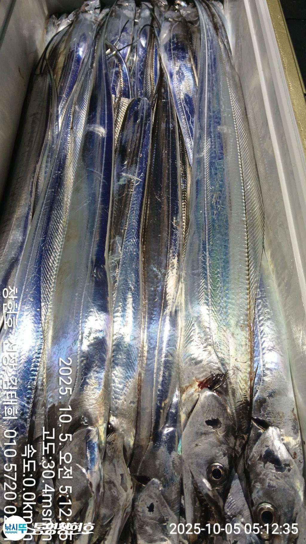 낚시뚜,갈치,통영연명항,통영창현호,낚시뚜10