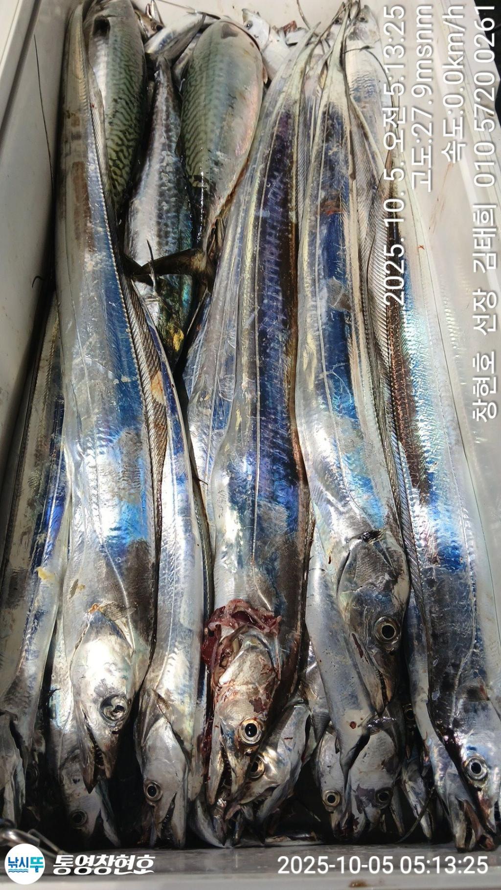 낚시뚜,갈치,통영연명항,통영창현호,낚시뚜3
