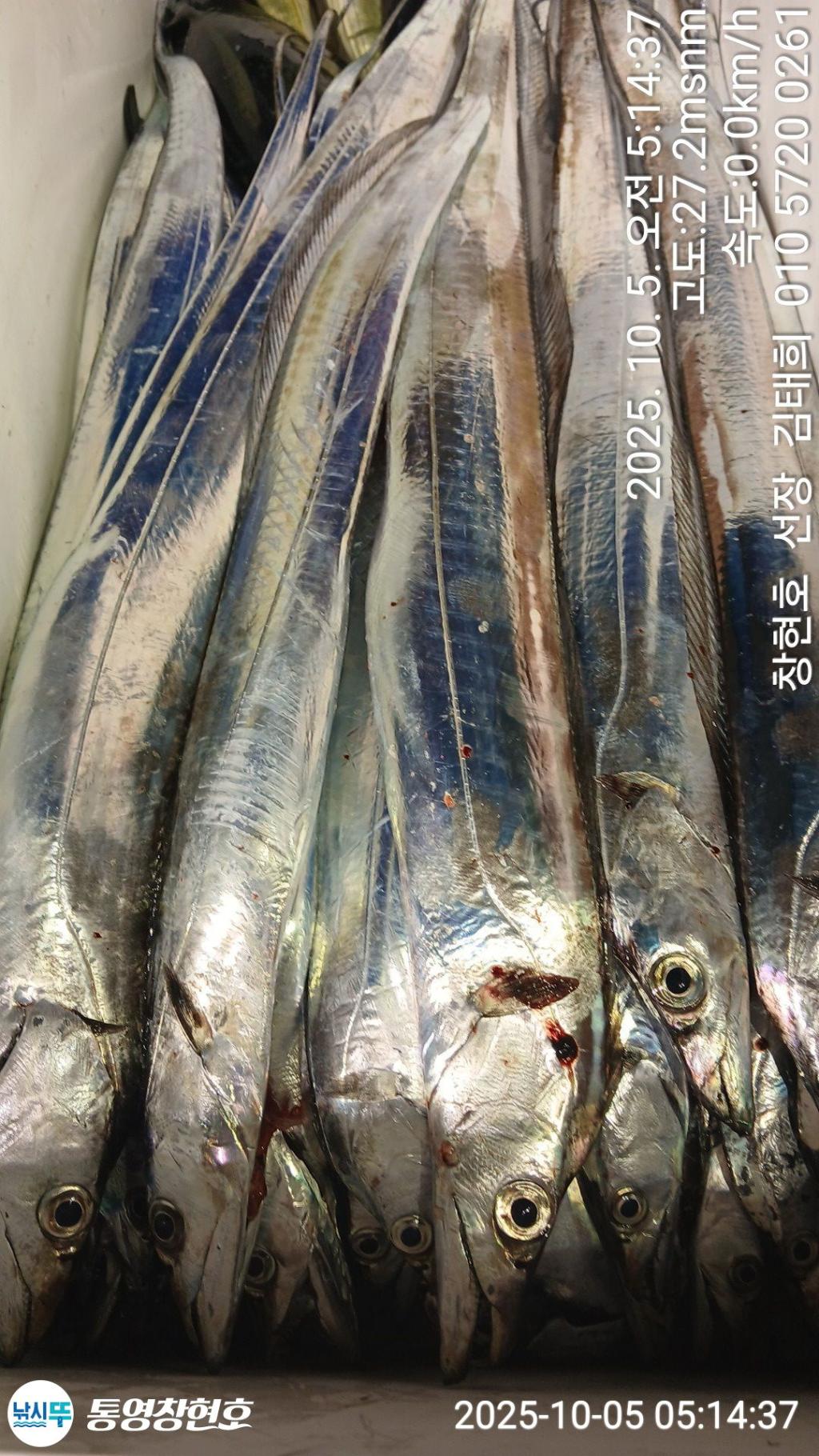 낚시뚜,갈치,통영연명항,통영창현호,낚시뚜2