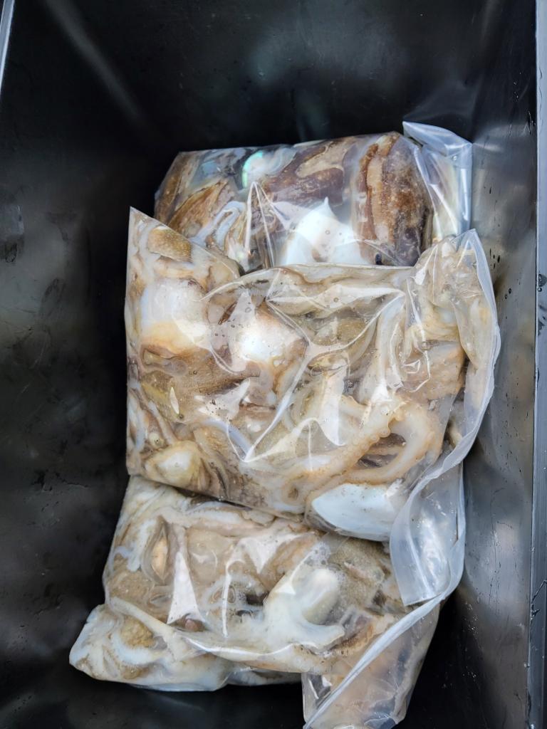 낚시뚜,쭈꾸미,오천항,푸르러호(뉴해양호),낚시뚜4