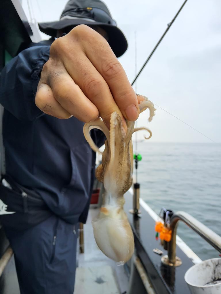 낚시뚜,쭈꾸미,오천항,푸르러호(뉴해양호),낚시뚜8