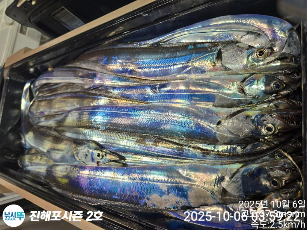 낚시뚜,갈치,진해행암항,진해포시즌 2호,낚시뚜9