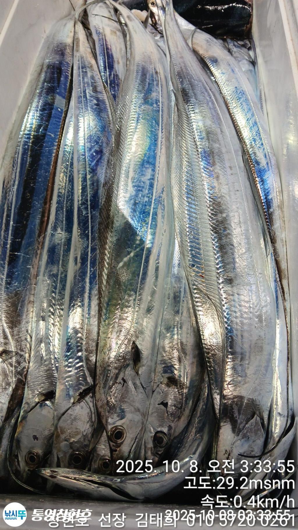 낚시뚜,갈치,통영연명항,통영창현호,낚시뚜11