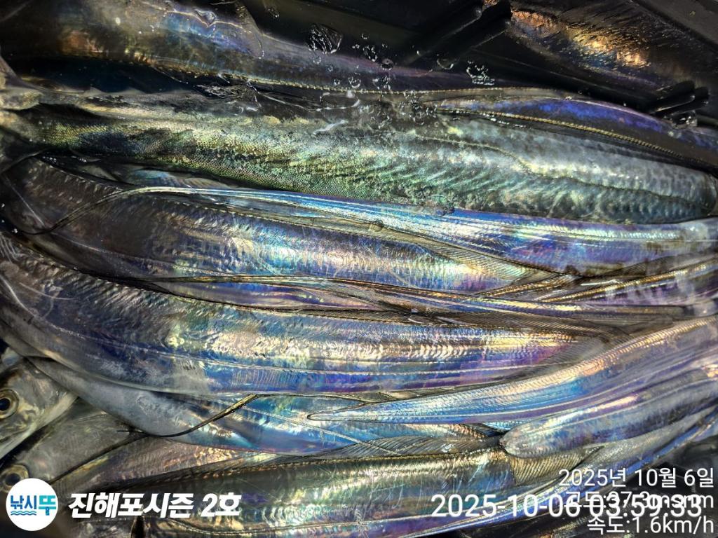 낚시뚜,갈치,진해행암항,진해포시즌 2호,낚시뚜6
