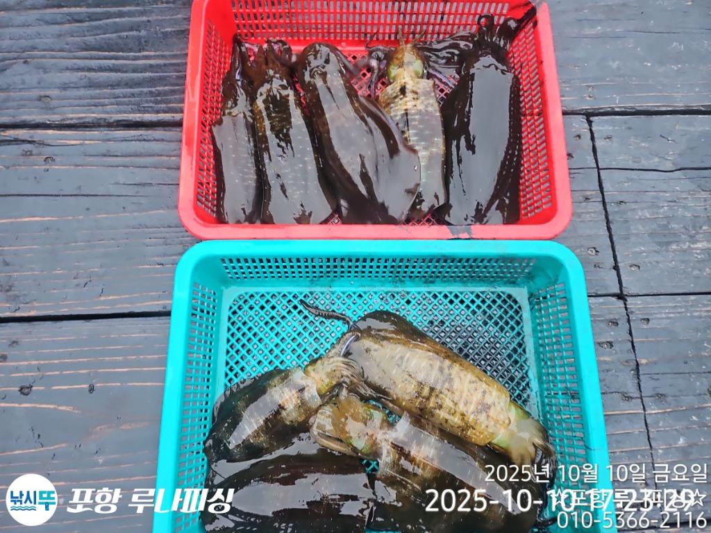 낚시뚜,무늬오징어,오징어,구룡포항,포항 루나피싱,낚시뚜9