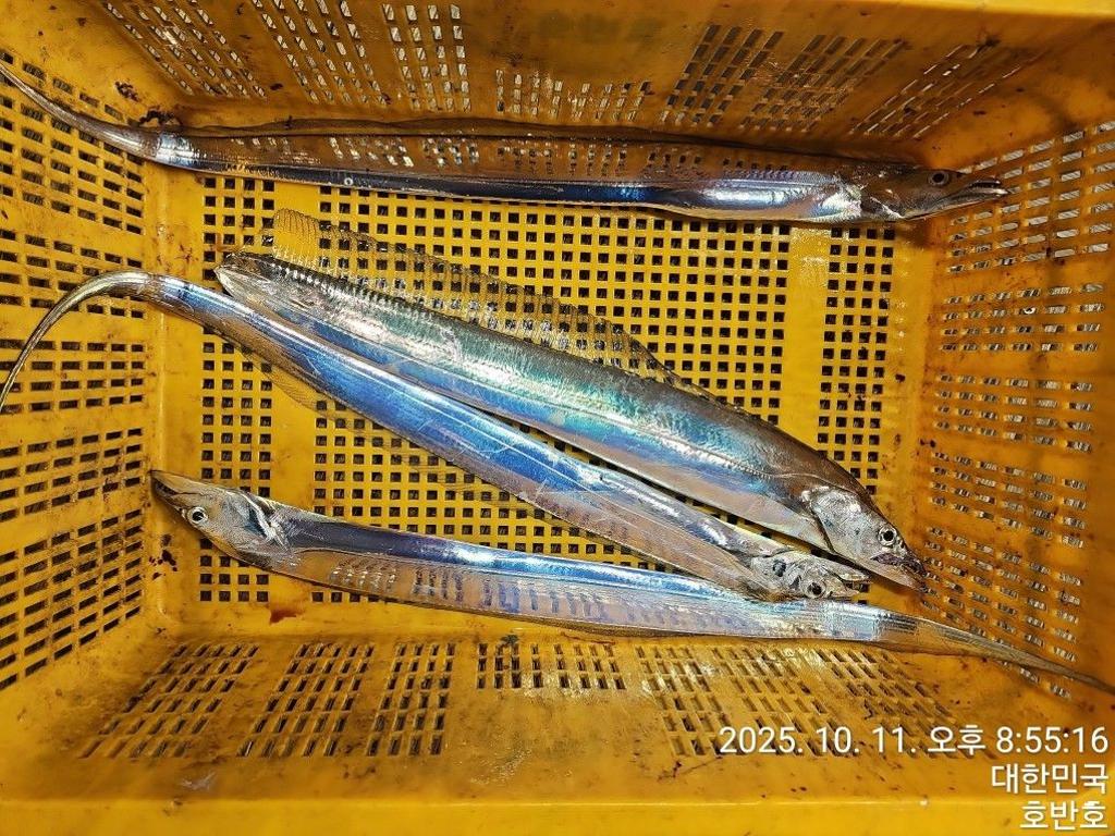 낚시뚜,갈치,통영 신전항,통영호반호,낚시뚜40