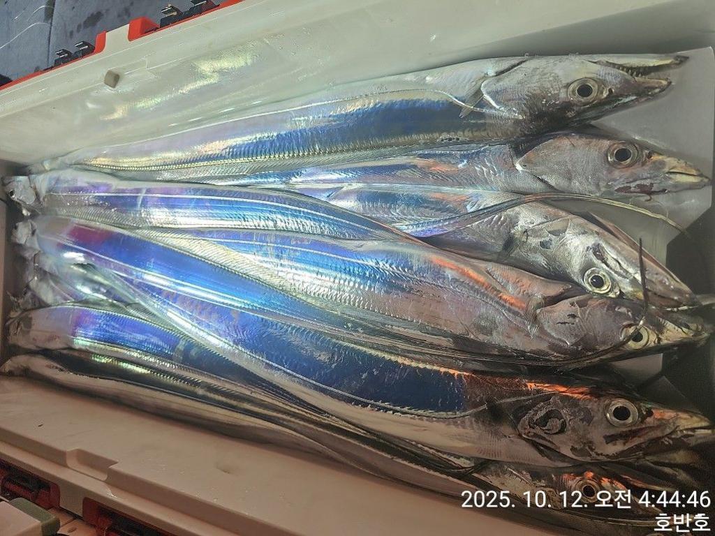 낚시뚜,갈치,통영 신전항,통영호반호,낚시뚜36