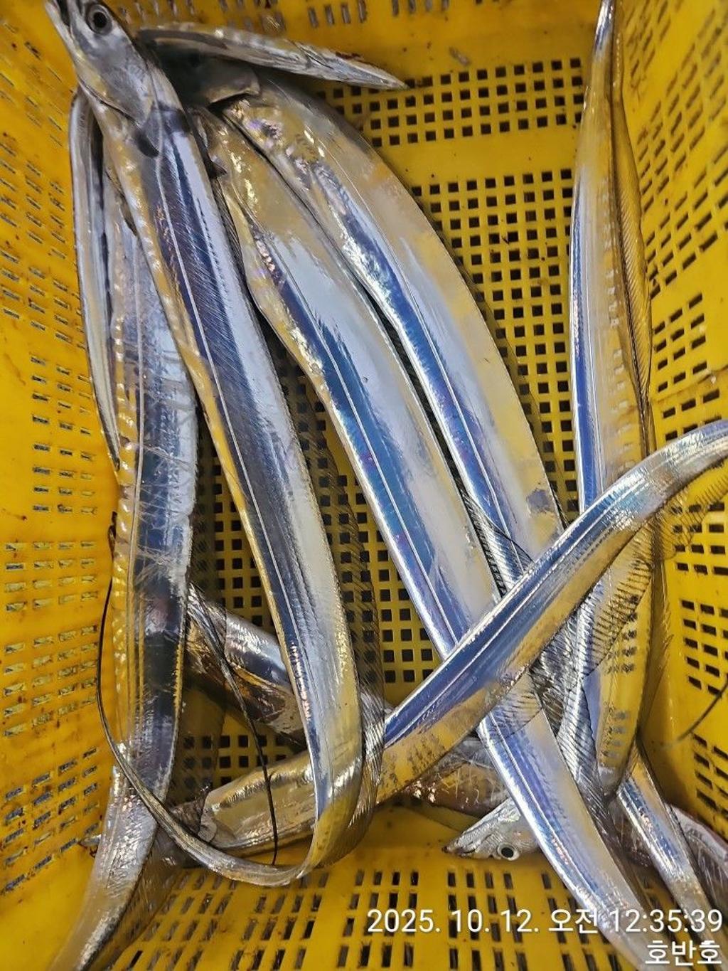 낚시뚜,갈치,통영 신전항,통영호반호,낚시뚜35