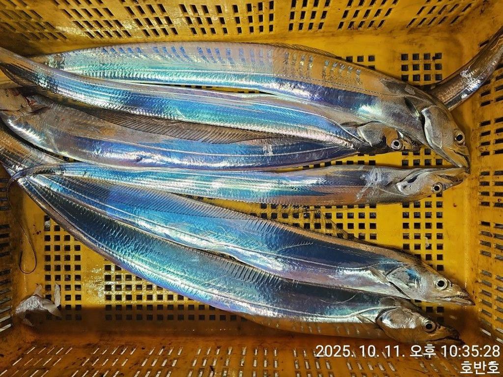 낚시뚜,갈치,통영 신전항,통영호반호,낚시뚜28