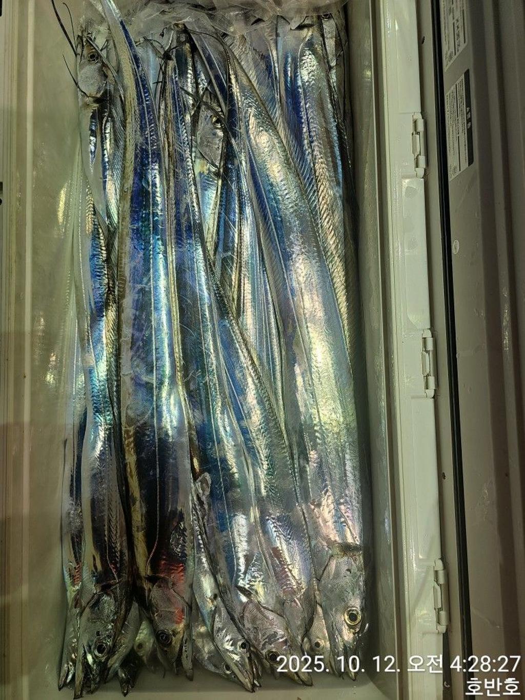 낚시뚜,갈치,통영 신전항,통영호반호,낚시뚜25
