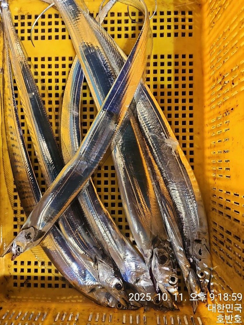 낚시뚜,갈치,통영 신전항,통영호반호,낚시뚜22