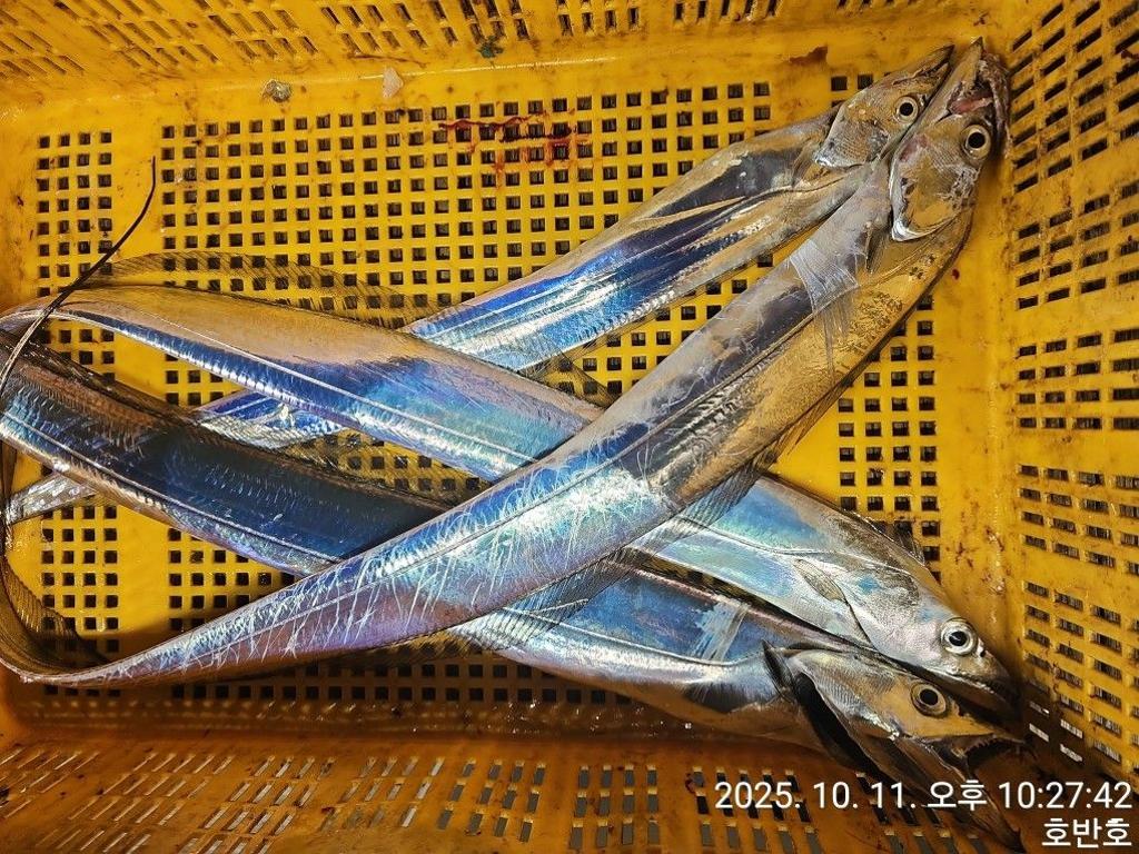 낚시뚜,갈치,통영 신전항,통영호반호,낚시뚜20