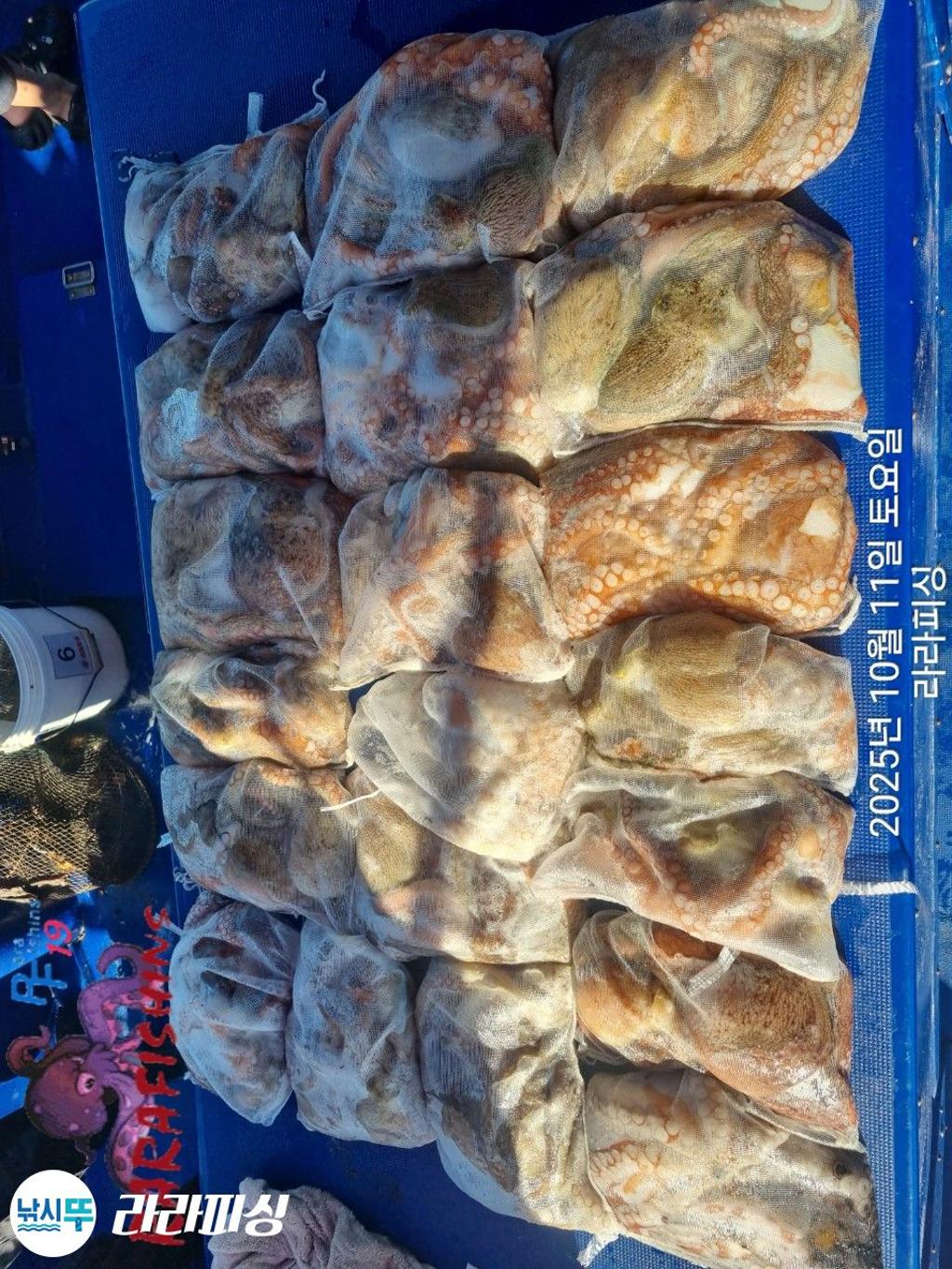 낚시뚜,돌문어,속천항(진해),라라피싱,낚시뚜26