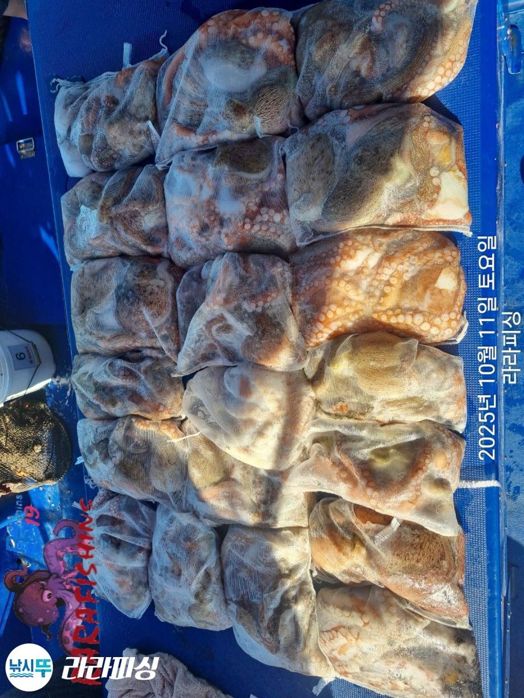 낚시뚜,돌문어,속천항(진해),라라피싱,낚시뚜25