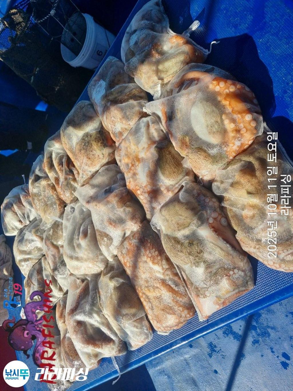 낚시뚜,돌문어,속천항(진해),라라피싱,낚시뚜24