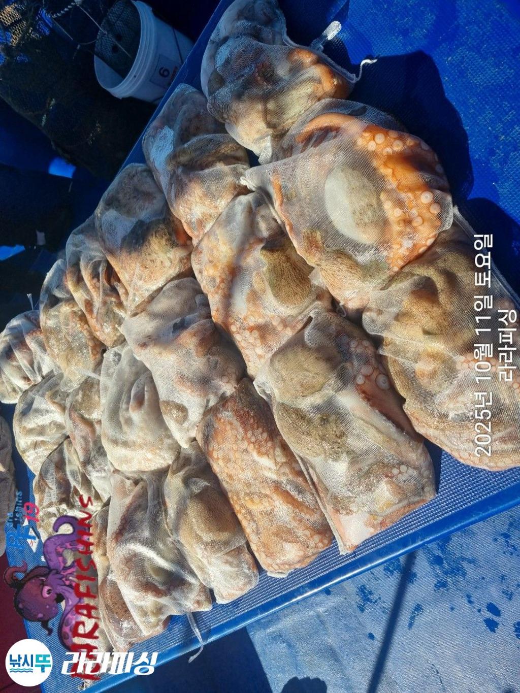 낚시뚜,돌문어,속천항(진해),라라피싱,낚시뚜23