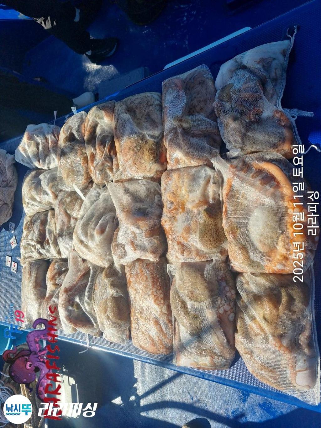 낚시뚜,돌문어,속천항(진해),라라피싱,낚시뚜22