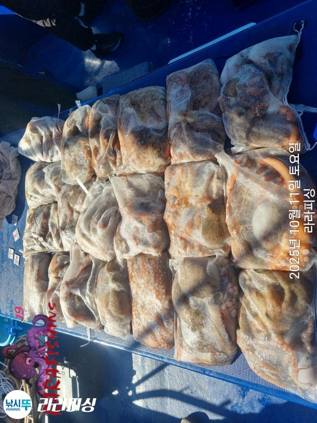 낚시뚜,돌문어,속천항(진해),라라피싱,낚시뚜21