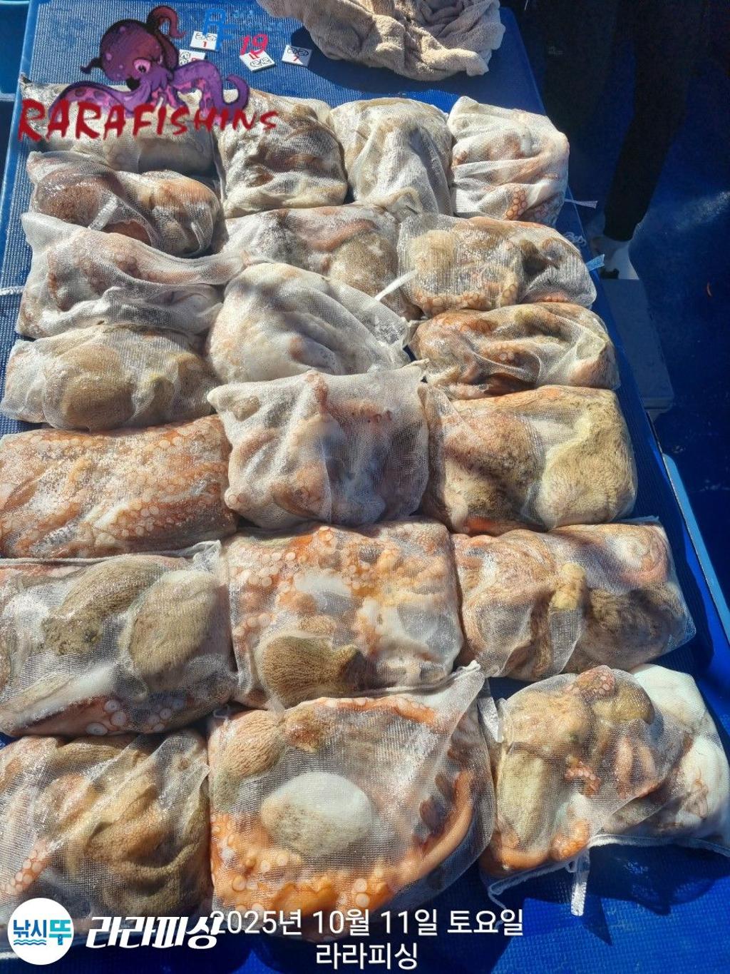 낚시뚜,돌문어,속천항(진해),라라피싱,낚시뚜19