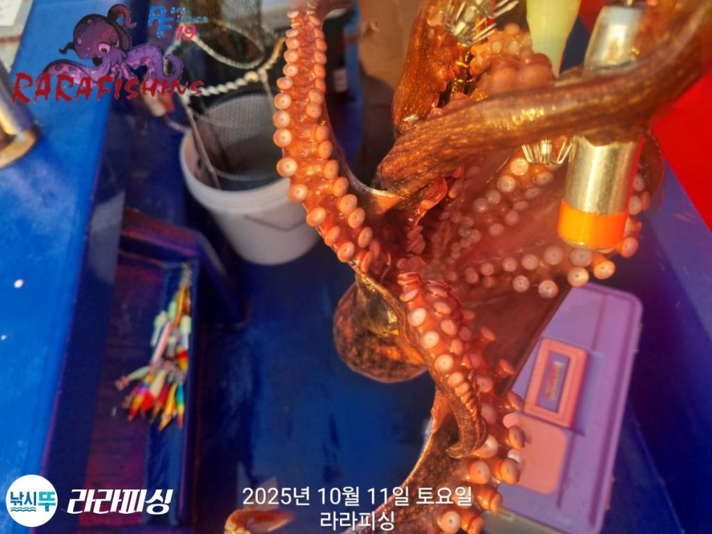 낚시뚜,돌문어,속천항(진해),라라피싱,낚시뚜17