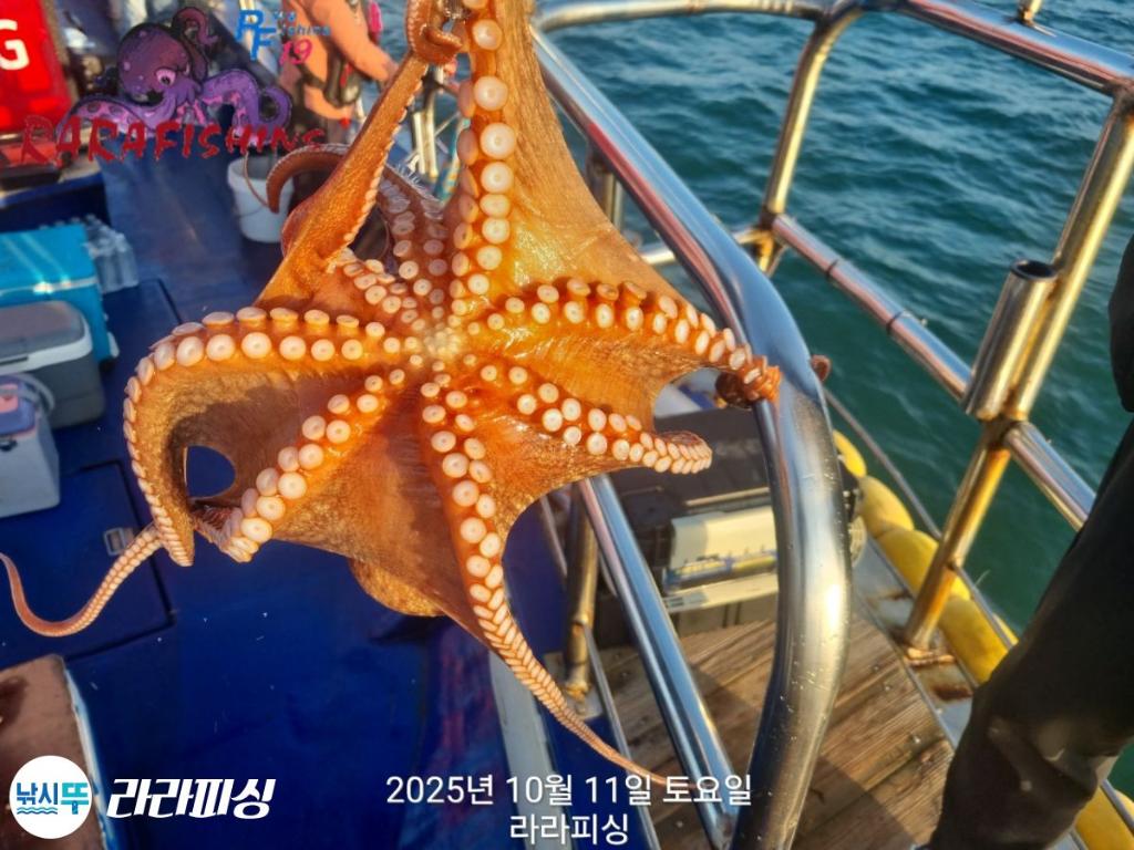 낚시뚜,돌문어,속천항(진해),라라피싱,낚시뚜16