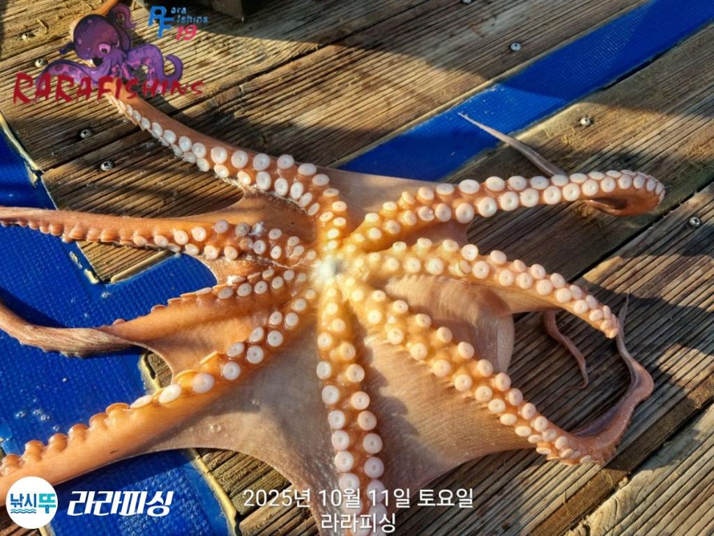 낚시뚜,돌문어,속천항(진해),라라피싱,낚시뚜15
