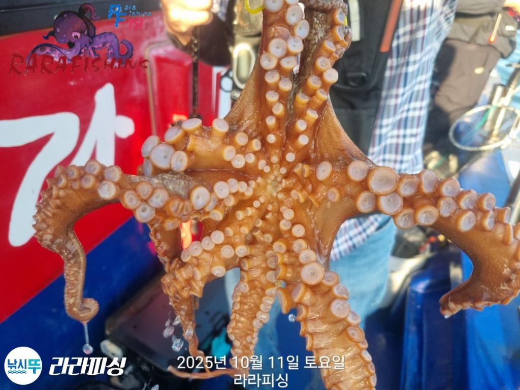 낚시뚜,돌문어,속천항(진해),라라피싱,낚시뚜14