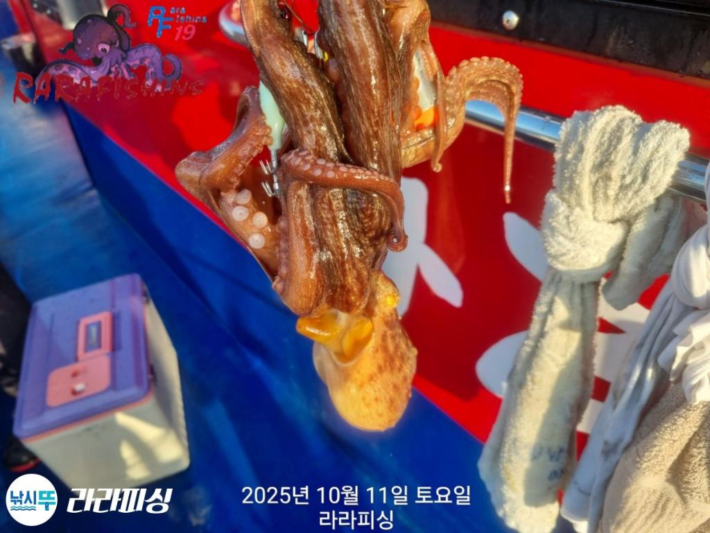 낚시뚜,돌문어,속천항(진해),라라피싱,낚시뚜13