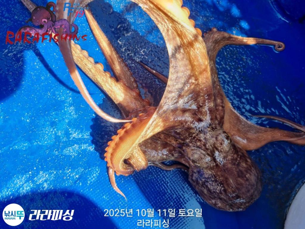 낚시뚜,돌문어,속천항(진해),라라피싱,낚시뚜12