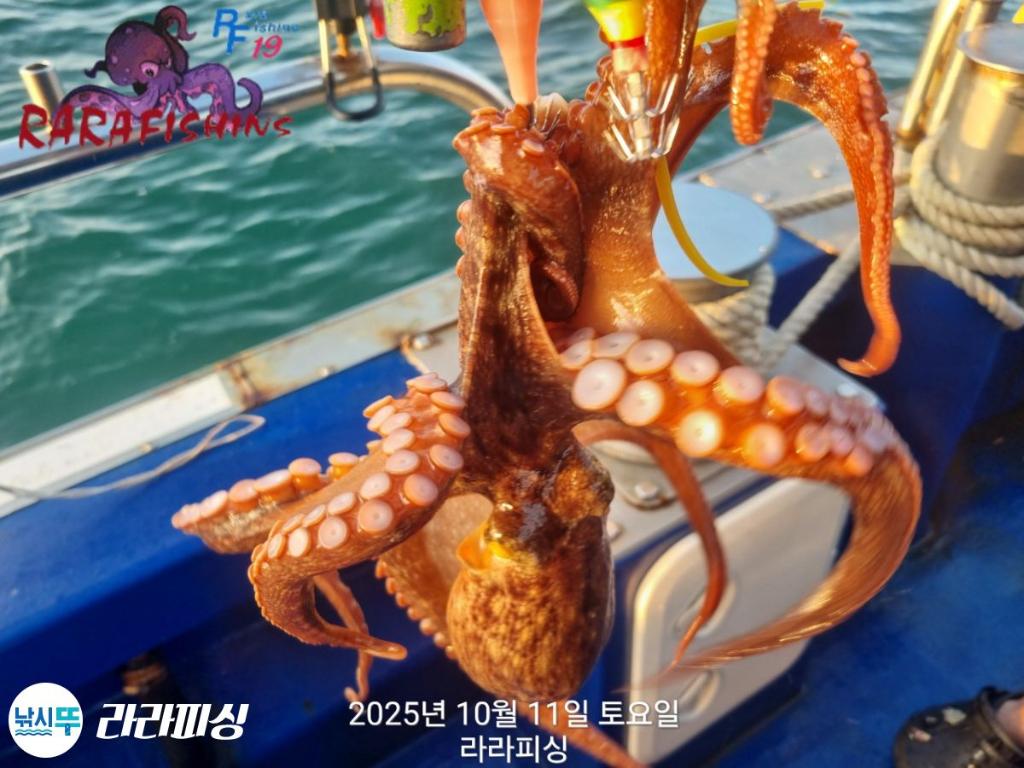 낚시뚜,돌문어,속천항(진해),라라피싱,낚시뚜4