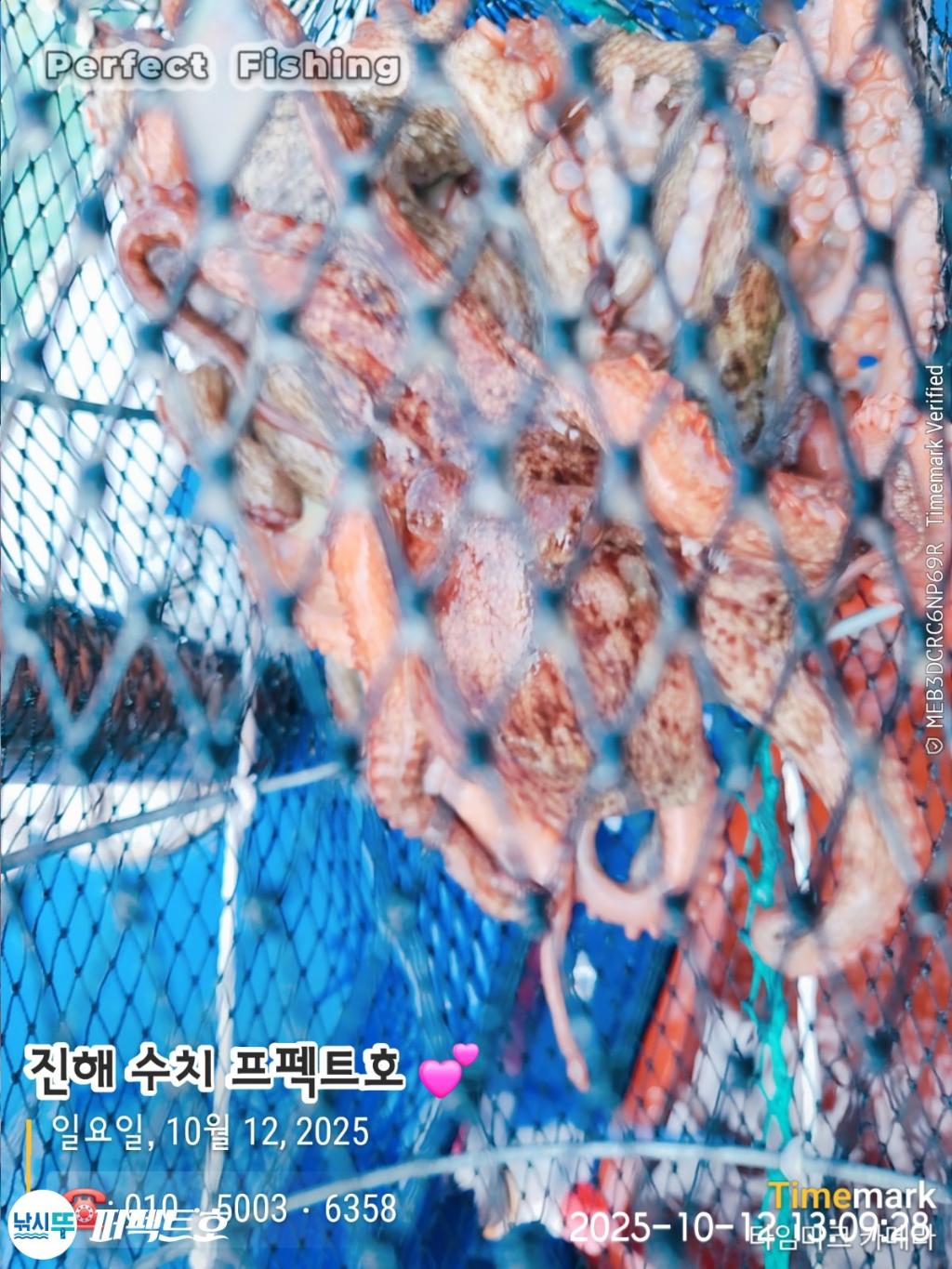낚시뚜,돌문어,진해 수치마을 방파제,퍼펙트호,낚시뚜9