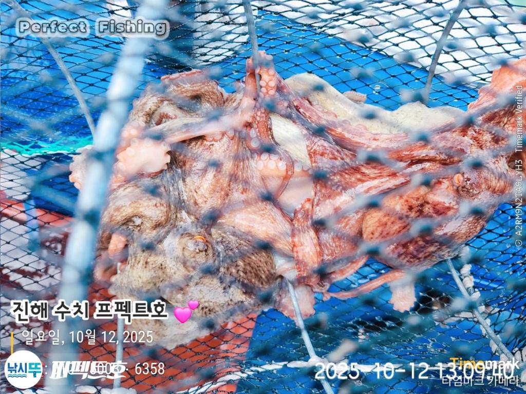 낚시뚜,돌문어,진해 수치마을 방파제,퍼펙트호,낚시뚜8