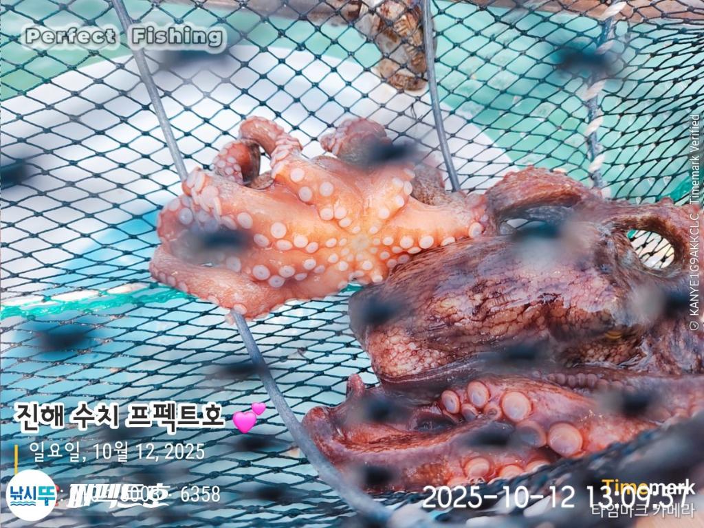 낚시뚜,돌문어,진해 수치마을 방파제,퍼펙트호,낚시뚜7