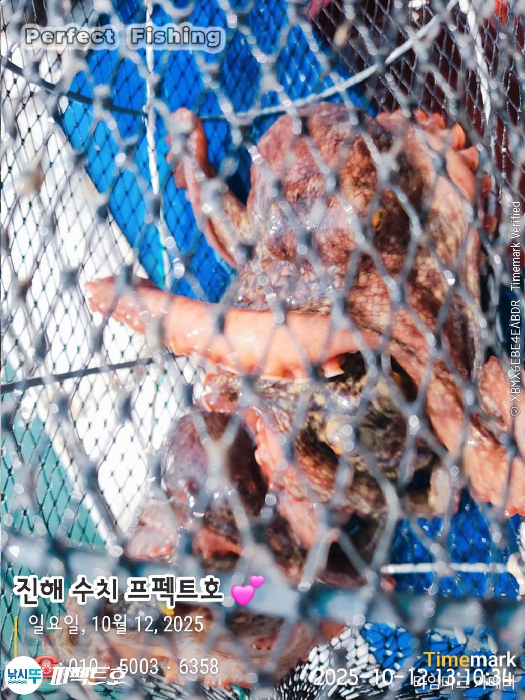 낚시뚜,돌문어,진해 수치마을 방파제,퍼펙트호,낚시뚜6