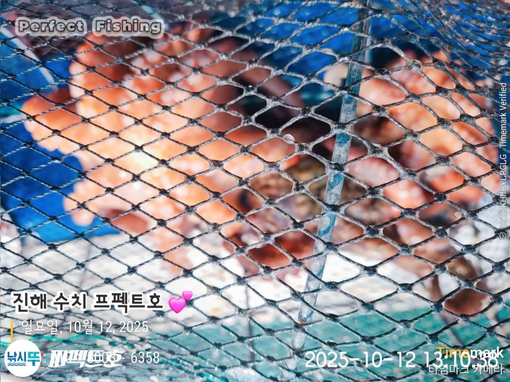 낚시뚜,돌문어,진해 수치마을 방파제,퍼펙트호,낚시뚜5