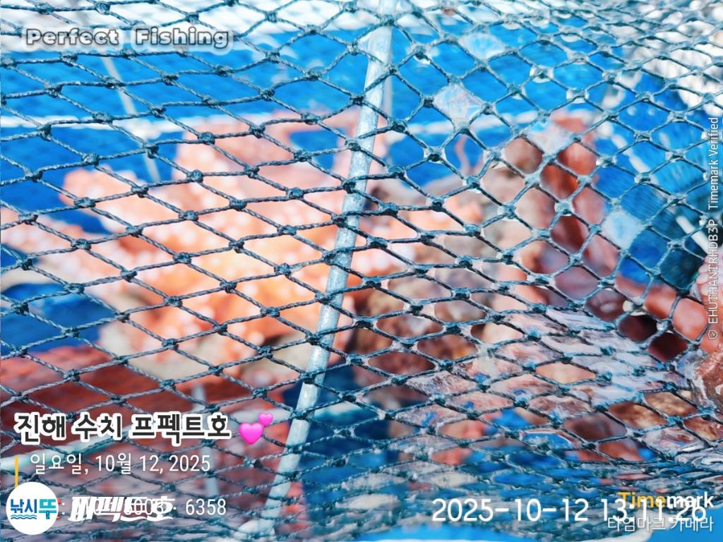 낚시뚜,돌문어,진해 수치마을 방파제,퍼펙트호,낚시뚜2
