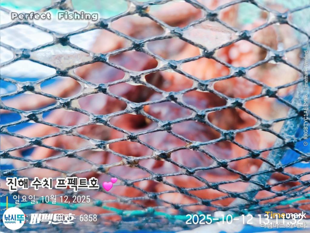 낚시뚜,돌문어,진해 수치마을 방파제,퍼펙트호,낚시뚜1