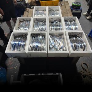 조황, [목포갈치닊시] 11일 내만갈치 조황 목포포인트낚시